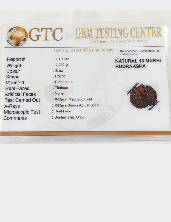 13 Mukhi Certified Indonesian Rudraksha Premium quality